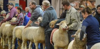 2019 Pennsylvania Farm Show sheep