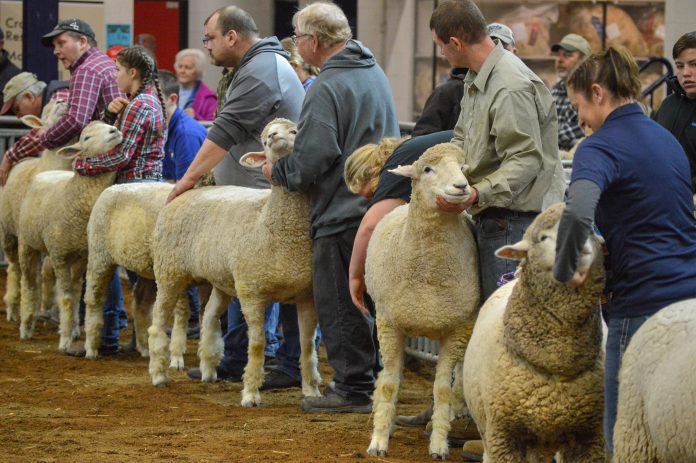 2019 Pennsylvania Farm Show sheep 2019 Pennsylvania Farm Show sheep