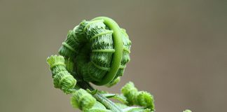 fern