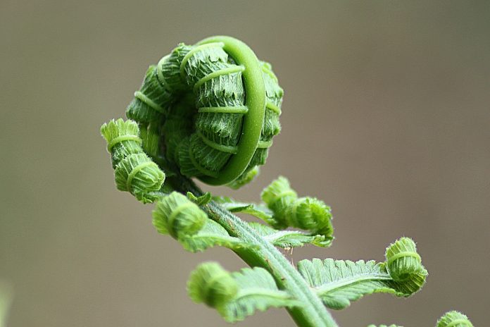 fern fern