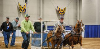 mini horse pull