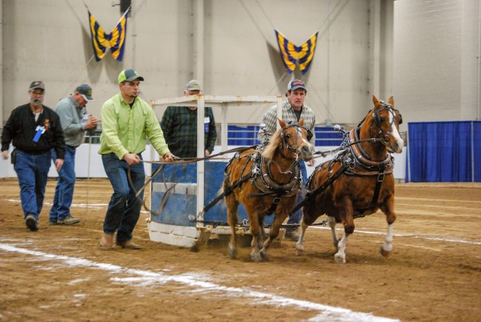 mini horse pull mini horse pull