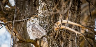 Great Horned Owl
