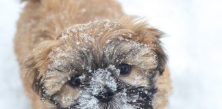 snowy dog
