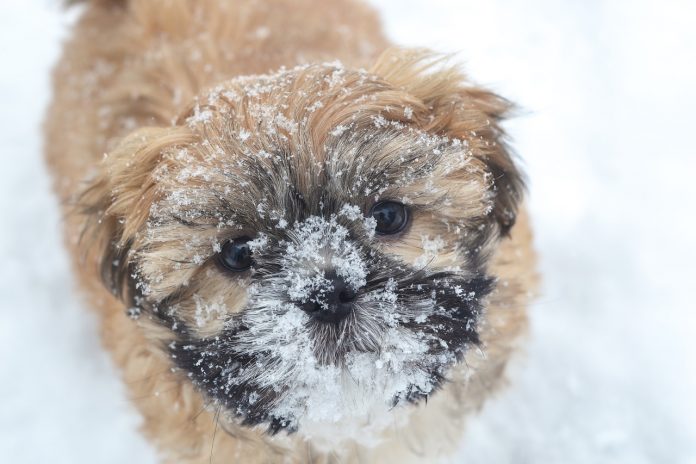 snowy dog snowy dog