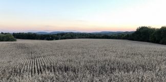 soybeans at sunset