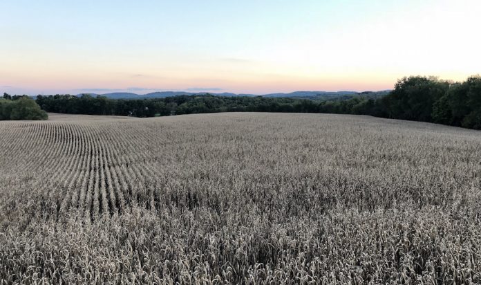 soybean field from above at sunset soybeans at sunset