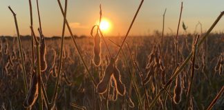 soybean field at sunset