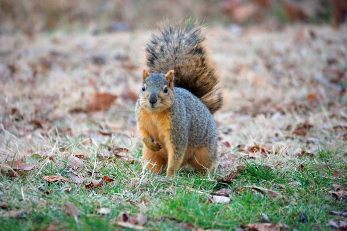squirrel squirrel