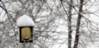 bird feeder with snow