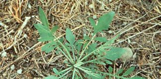 Spotted Knapweed