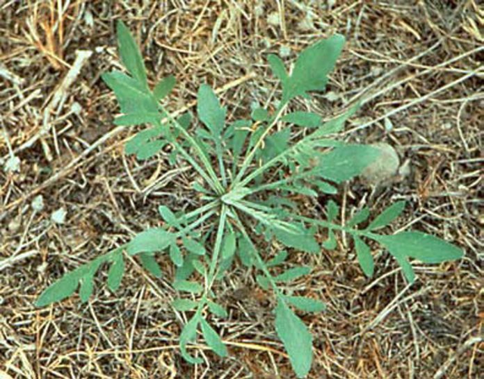 Spotted Knapweed Spotted Knapweed