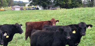 Cattle on pasture.
