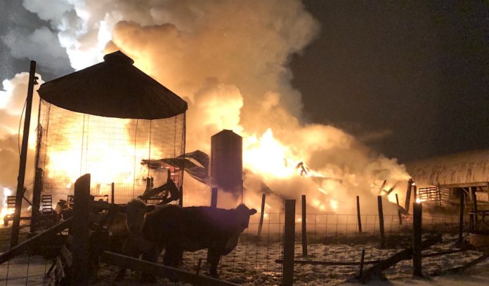barn fire cattle Wayne County barn fire. (Photo courtesy of Jonas Troyer, Orrville, Ohio)