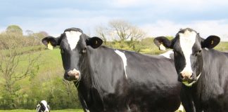 dairy cattle