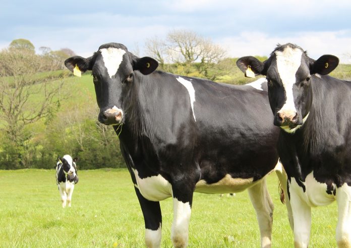 dairy cattle dairy cattle