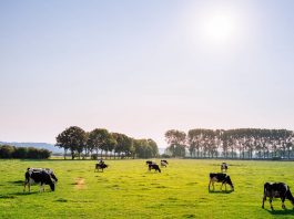 cattle in pasture