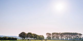 cattle in pasture