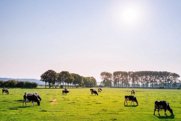 cattle in pasture cattle in pasture