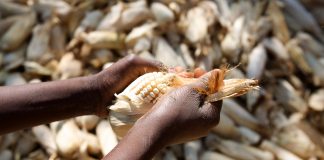 GMOs in Africa