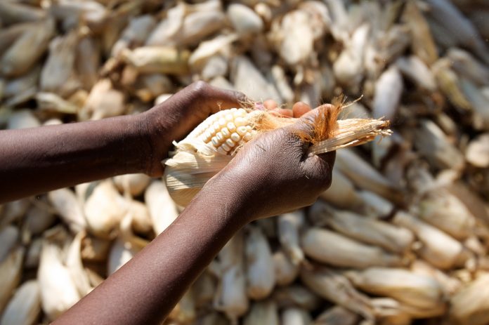 GMOs in Africa GMOs in Africa