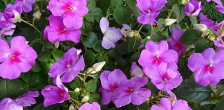 impatiens