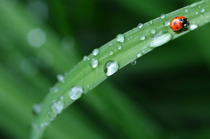 ladybug ladybug