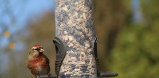 bird feeder