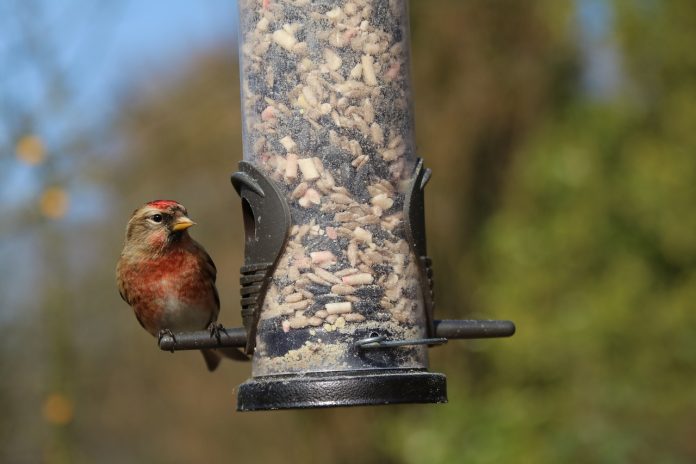 bird feeder bird feeder