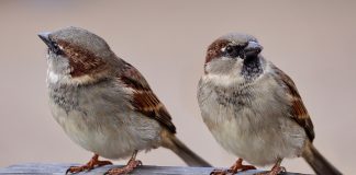 sparrows