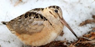 American Woodcock