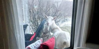 buttercup, the porch goat
