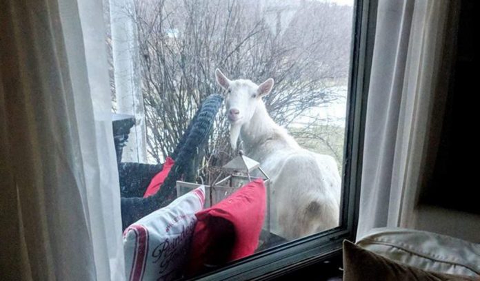 buttercup, the porch goat buttercup, the porch goat