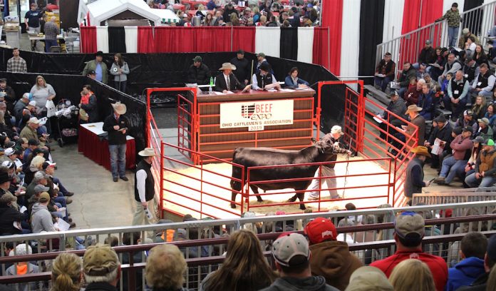 Expo Angus Bull sells for $10,000