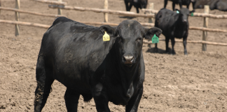 angus calf/steer