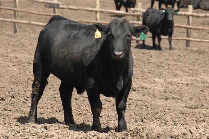 angus calf/steer angus calf/steer