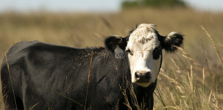 Black Baldy cow