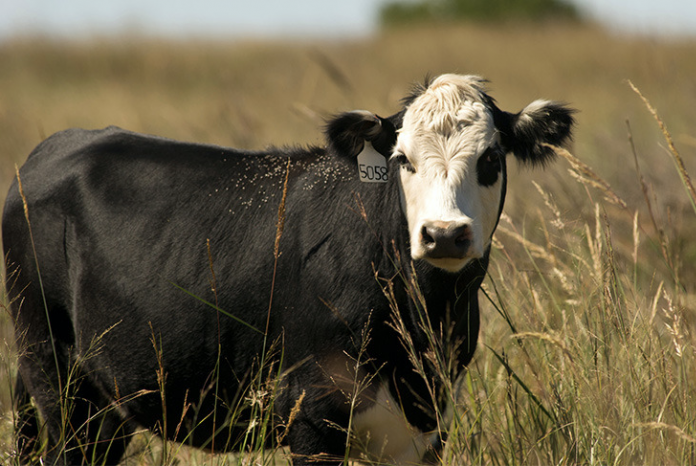 Black Baldy cow Black Baldy cow