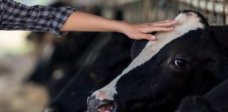 cow