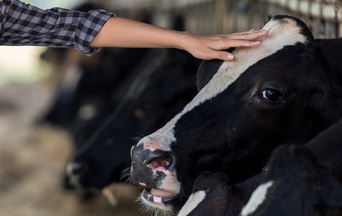 cow cow