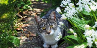 cat in a garden