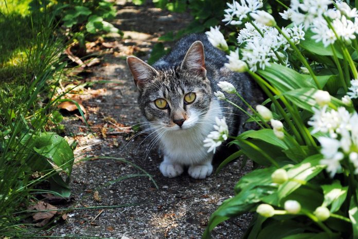 cat in a garden cat in a garden