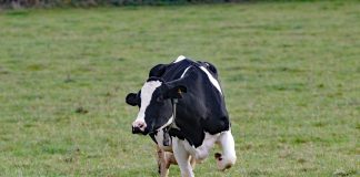 dairy cow