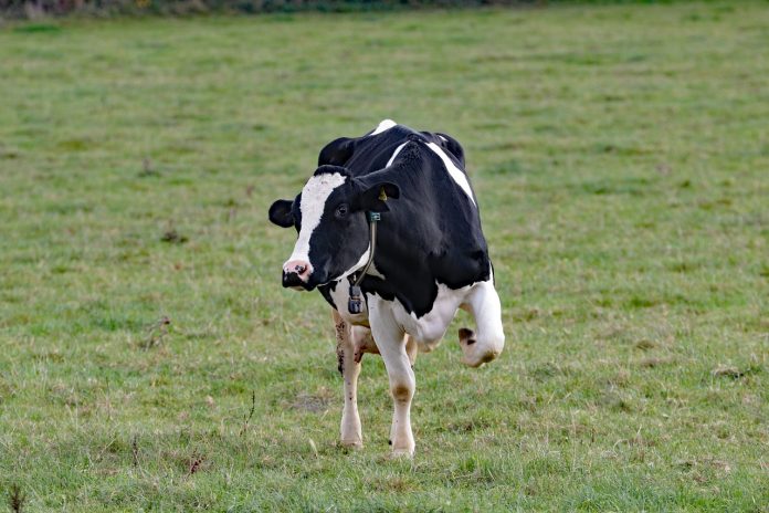 dairy cow