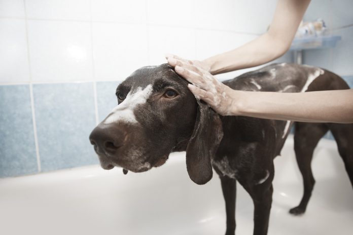 dog getting a bath dog getting a bath