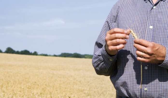 farmer-and-wheat farmer and wheat ag economy mental health