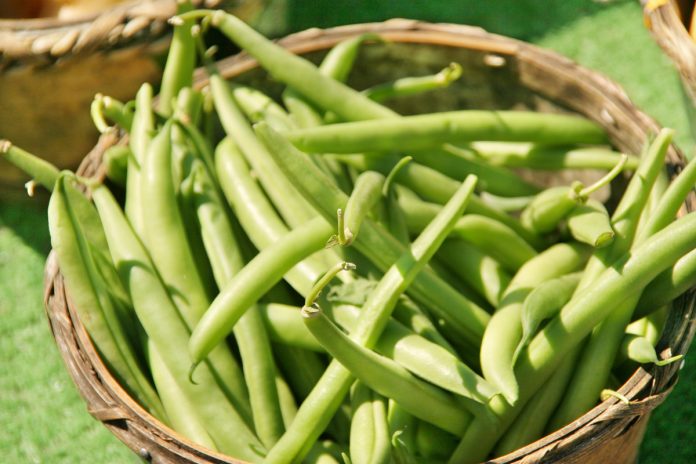 Fresh Green Beans Fresh Picked Green Beans in a basket
