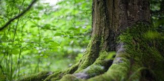 tree, moss