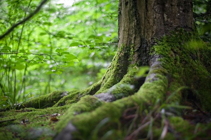 tree, moss tree, moss