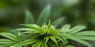 marijuana